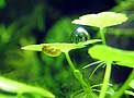 hydrocotyle leucocephala