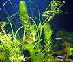 ceratophyllum demersum