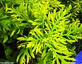 hygrophila difformis
