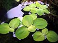 Salvinia Auriculata