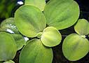 Salvinia Auriculata