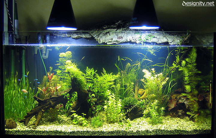 foto acquario 12-05