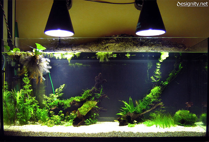 Freshwater aquarium photo 12-05