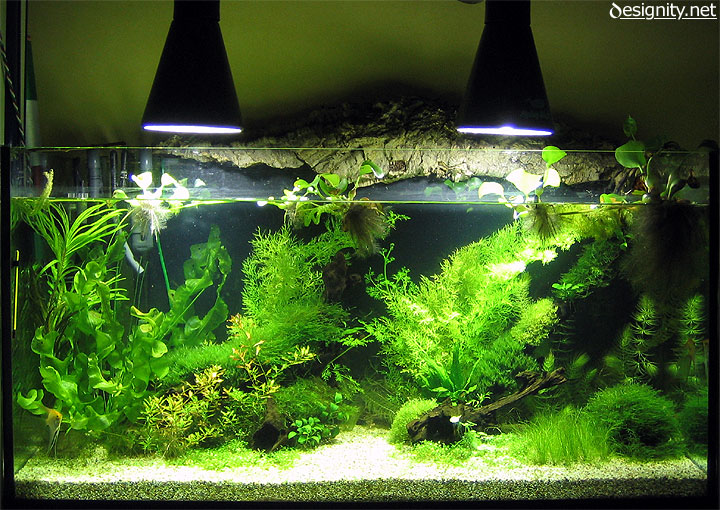 Freshwater aquarium photo 01-06