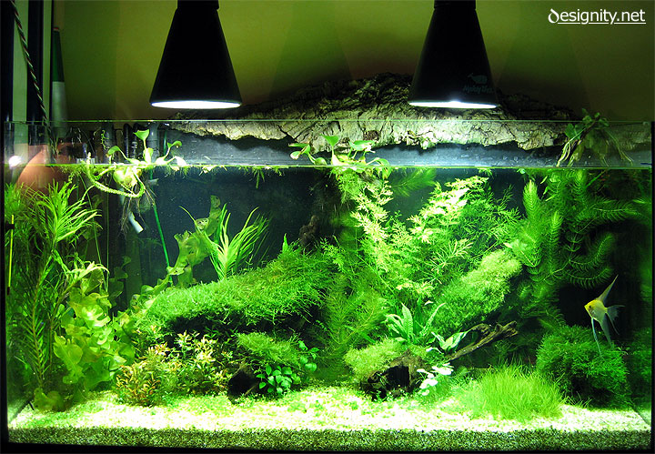 Freshwater aquarium photo 03-06