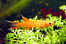 Aphyosemion Australe maschio Aphyosemion Australe maschio