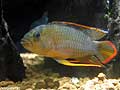 apistogramma nijsseni maschio