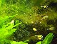 Avannotti Apistogramma Cacatuoides Orange