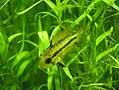 Apistogramma Cacatuoides