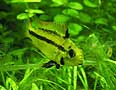 Apistogramma Cacatuoides Female
