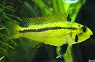 Apistogramma Cacatuoides Orange