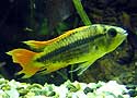 Apistogramma Cacatuoides Male