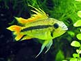 Apistogramma Cacatuoides Orange