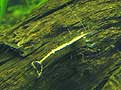 Caridina Japonica