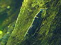 Caridina Japonica Black