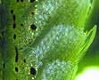 Caridina Japonica con uova