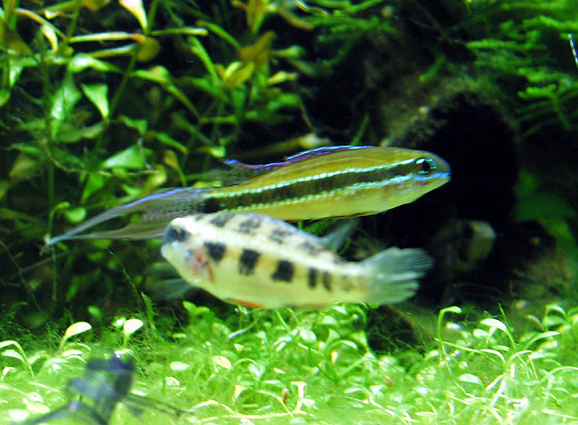 Dicrossus Filamentosus femmina