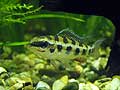 Crenicara Filamentosa