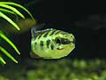 Crenicara Filamentosa