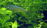Iriatherina werneri Iriatherina werneri