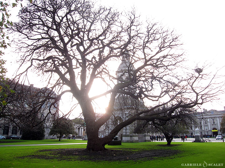 trinity-college-grass