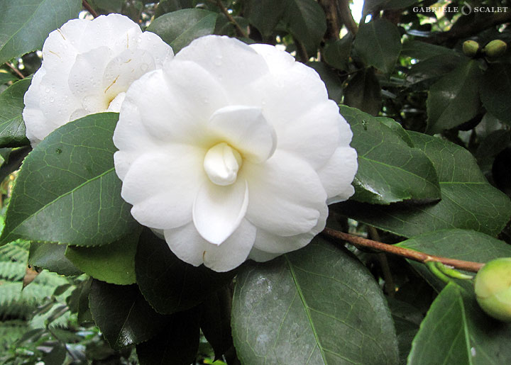 fiore bianco