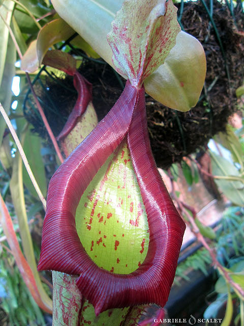 nepenthes truncata