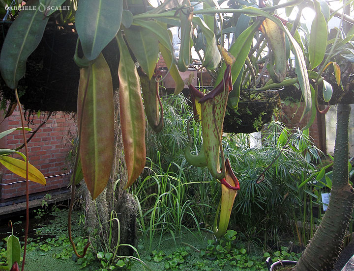 nepenthes truncata