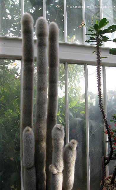 organ pipe cactus