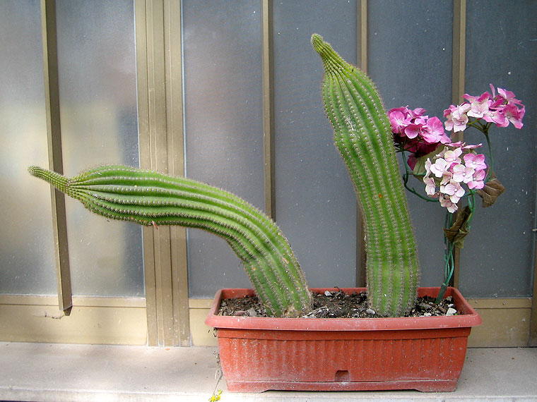 Cactus