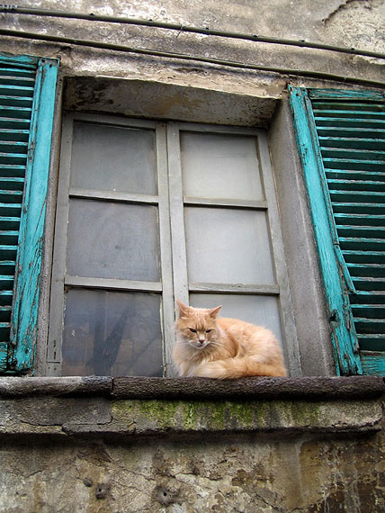 gatto sul davanzale