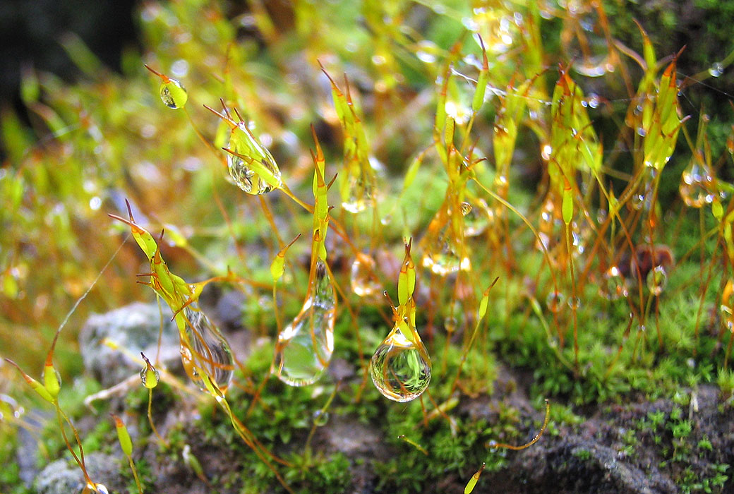 Gocce acqua