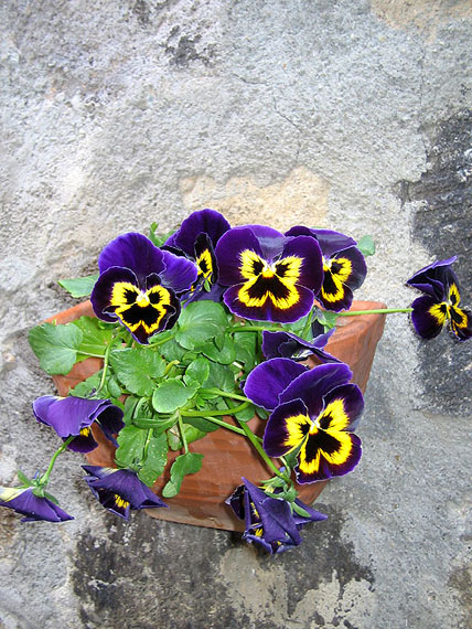 Violette