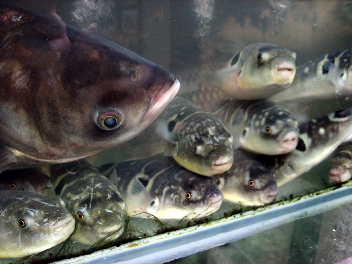 prodotti tipici