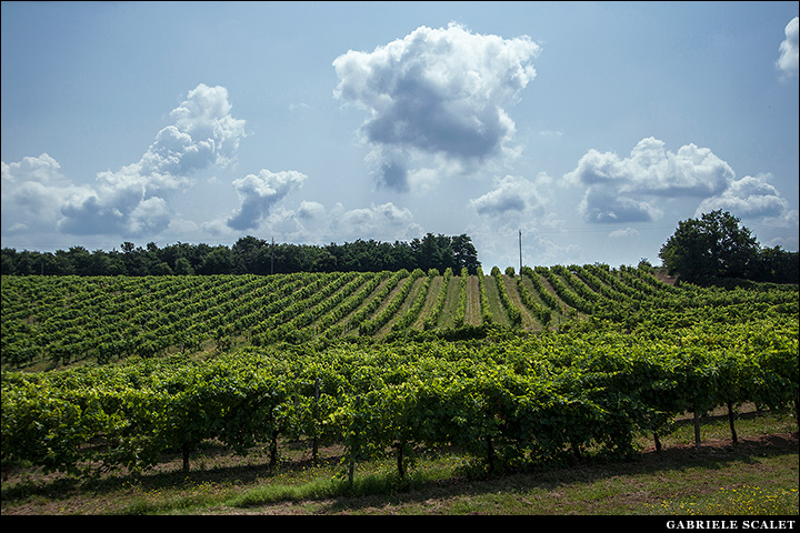 Vigne Civita di Bagnoregio