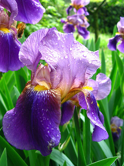 blue flower
