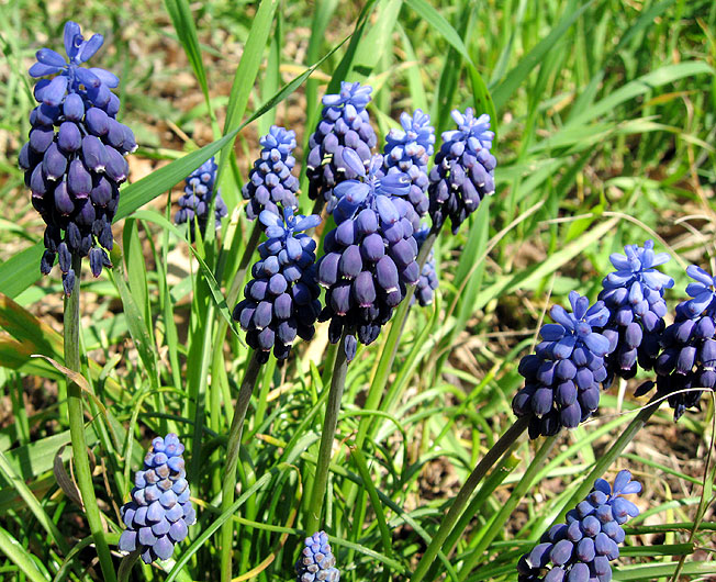 blue