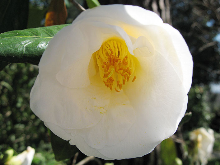 white yellow