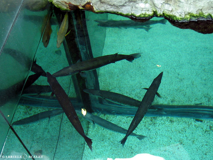 barracuda