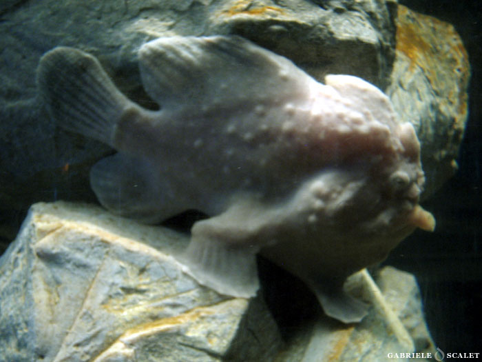 acquario di genova