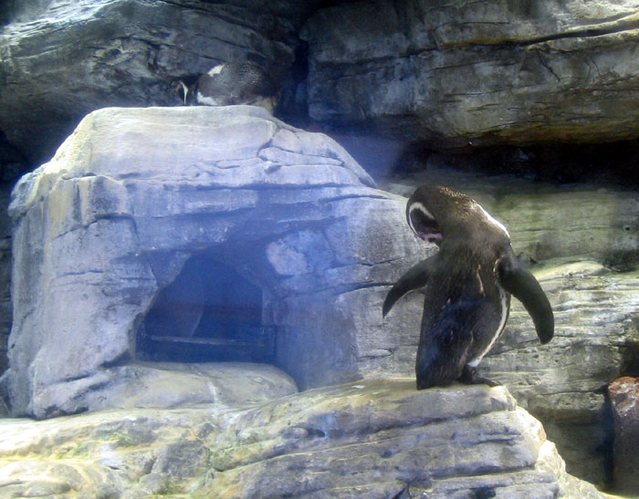 pinguino genova
