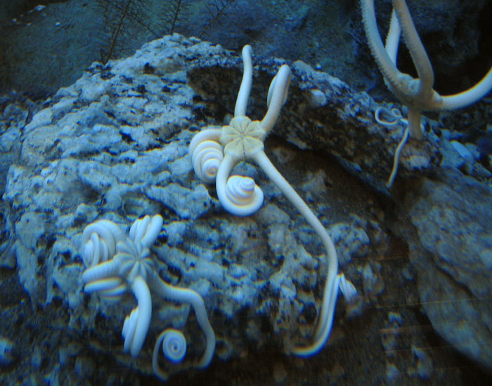 stella marina