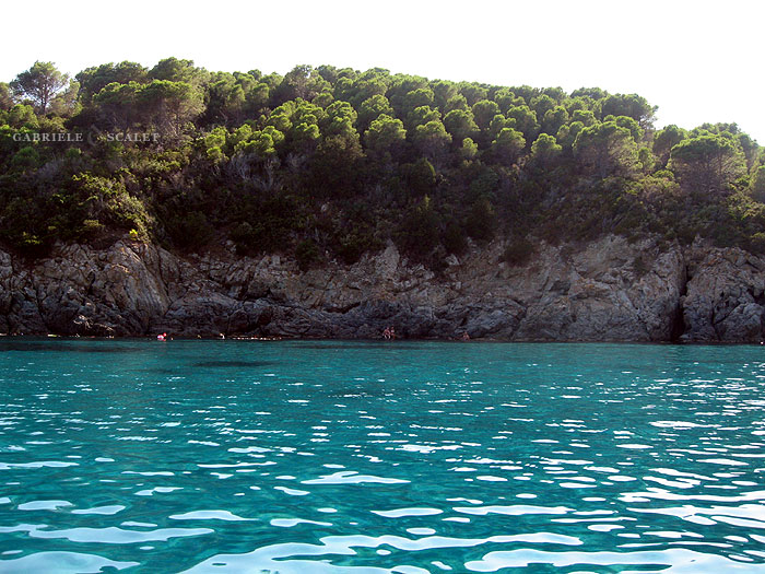 fetovaia mare