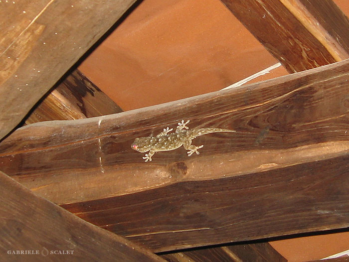 gecko elba