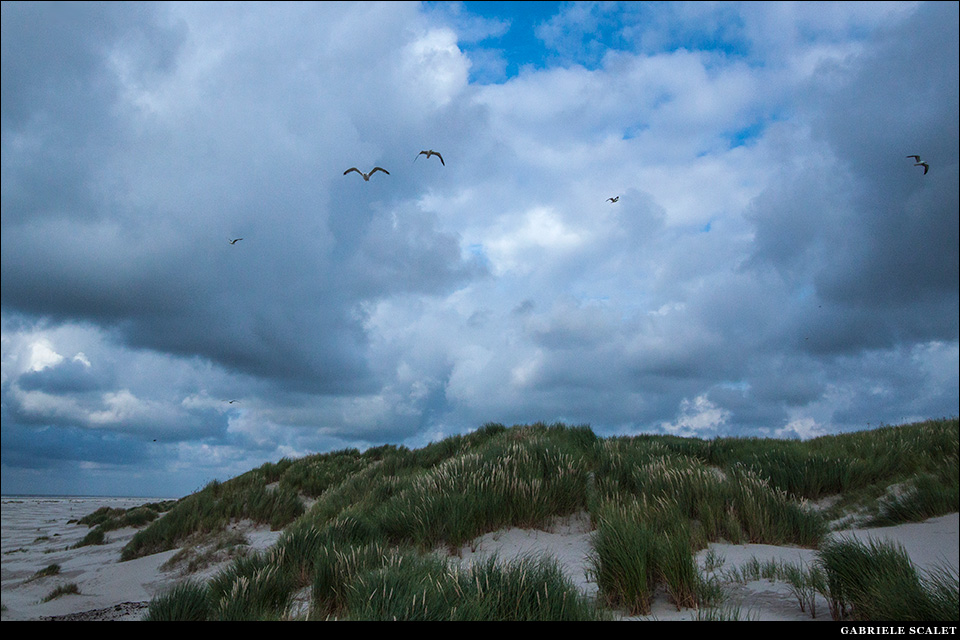 Dune Terschelling