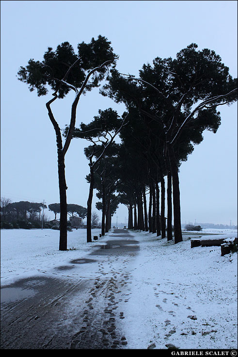 viale nel parco