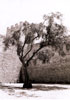 albero del castello di Lisbona