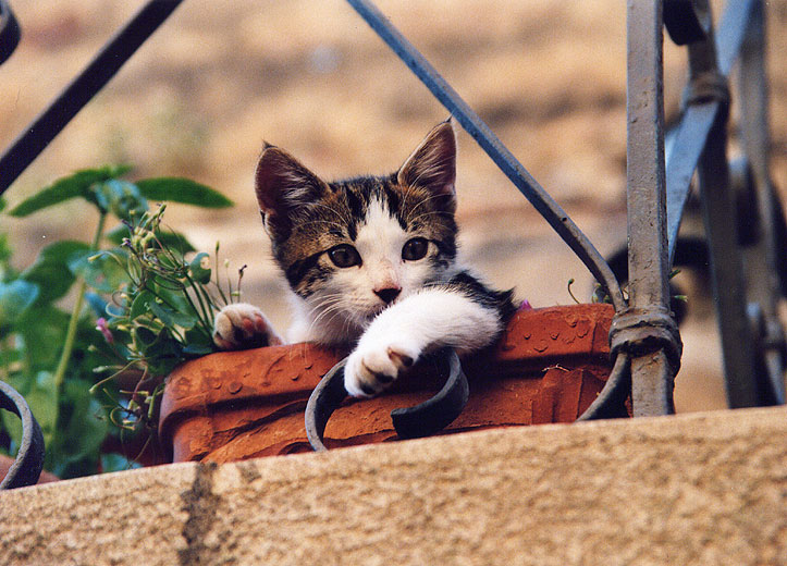 gattino