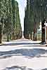 viale di cipressi