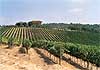 vigna via del vino